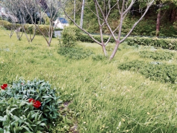 Wildwuchs - Baugrundstück für ein Einfamilienhaus in Tharandt Innenstadt