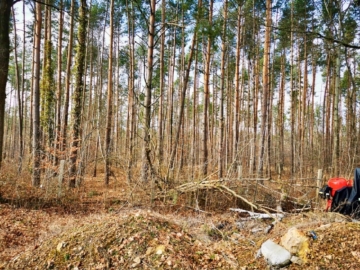 Blick in den angrenzenden Wald - Romantischer Bauplatz bei Moritzburg